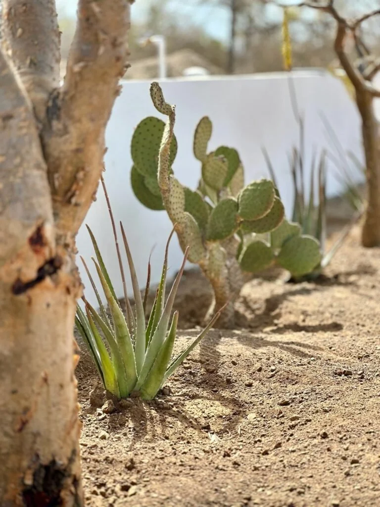 Camp-Cerritos-Landscaping-Details-768x1024.jpg