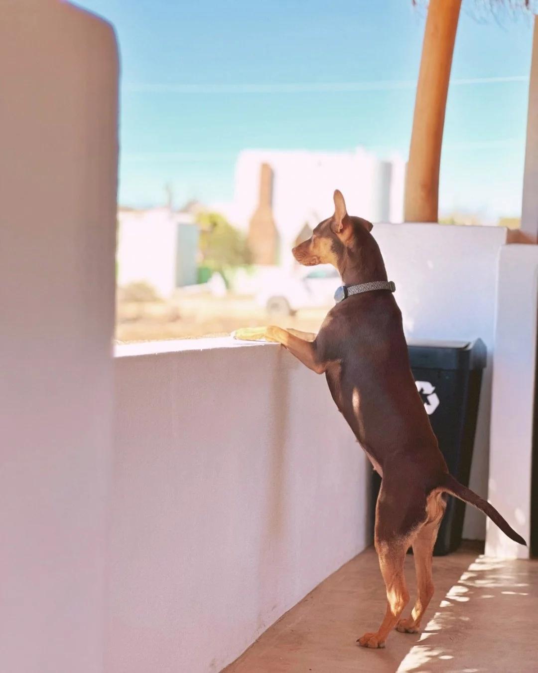 Untitled design 2.JPG