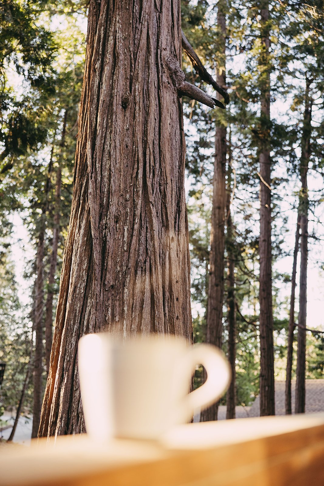 BEST AIRBNB CABIN IN ARNOLD CALIFORNIA-226_websize (2).jpg