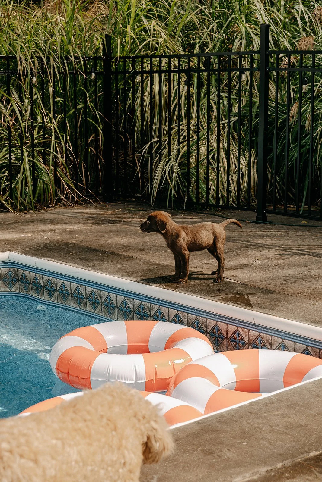 Dog and pool floaties at Kentucky Airbnb
