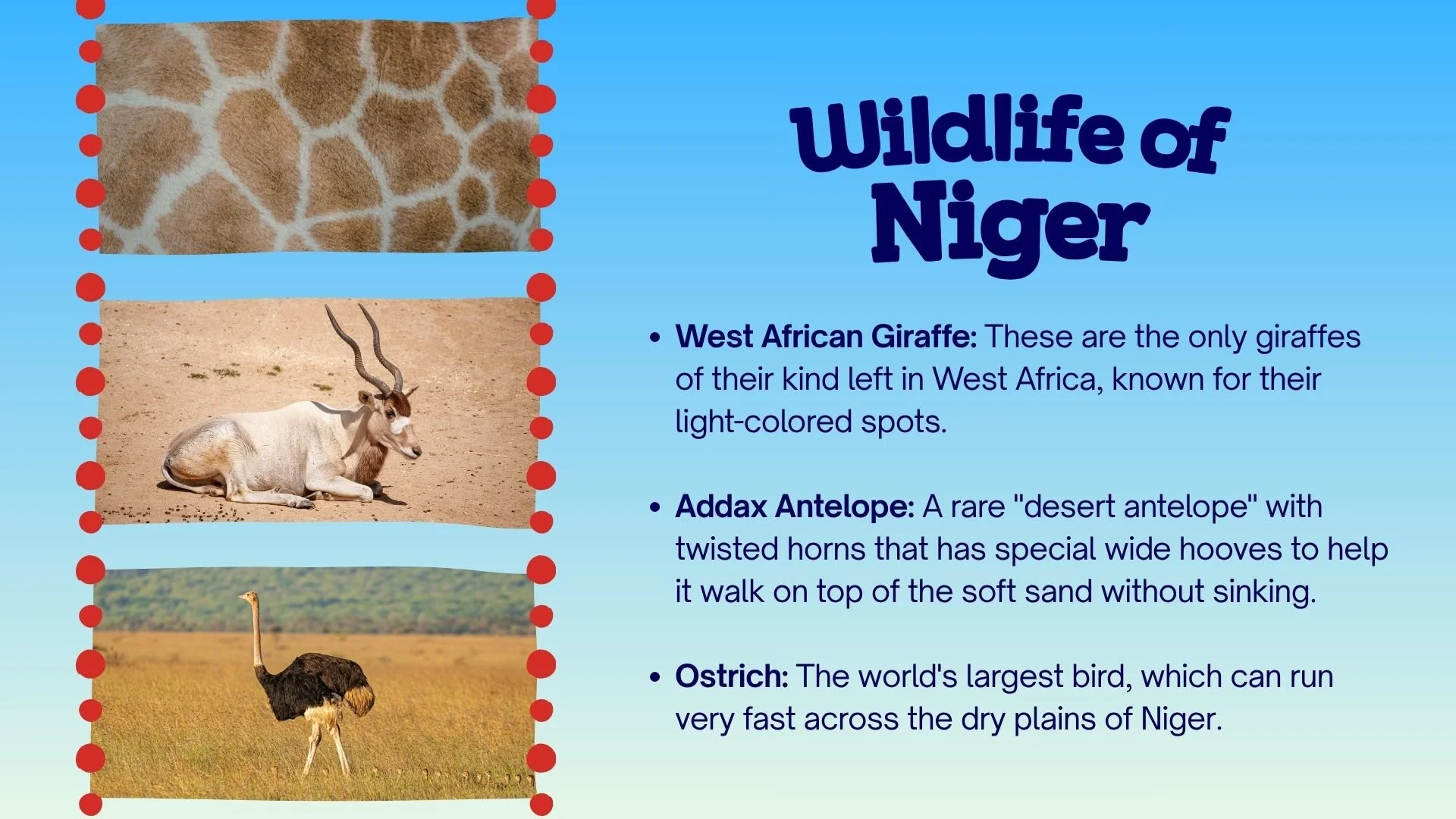 7 Wildlife Niger.jpg