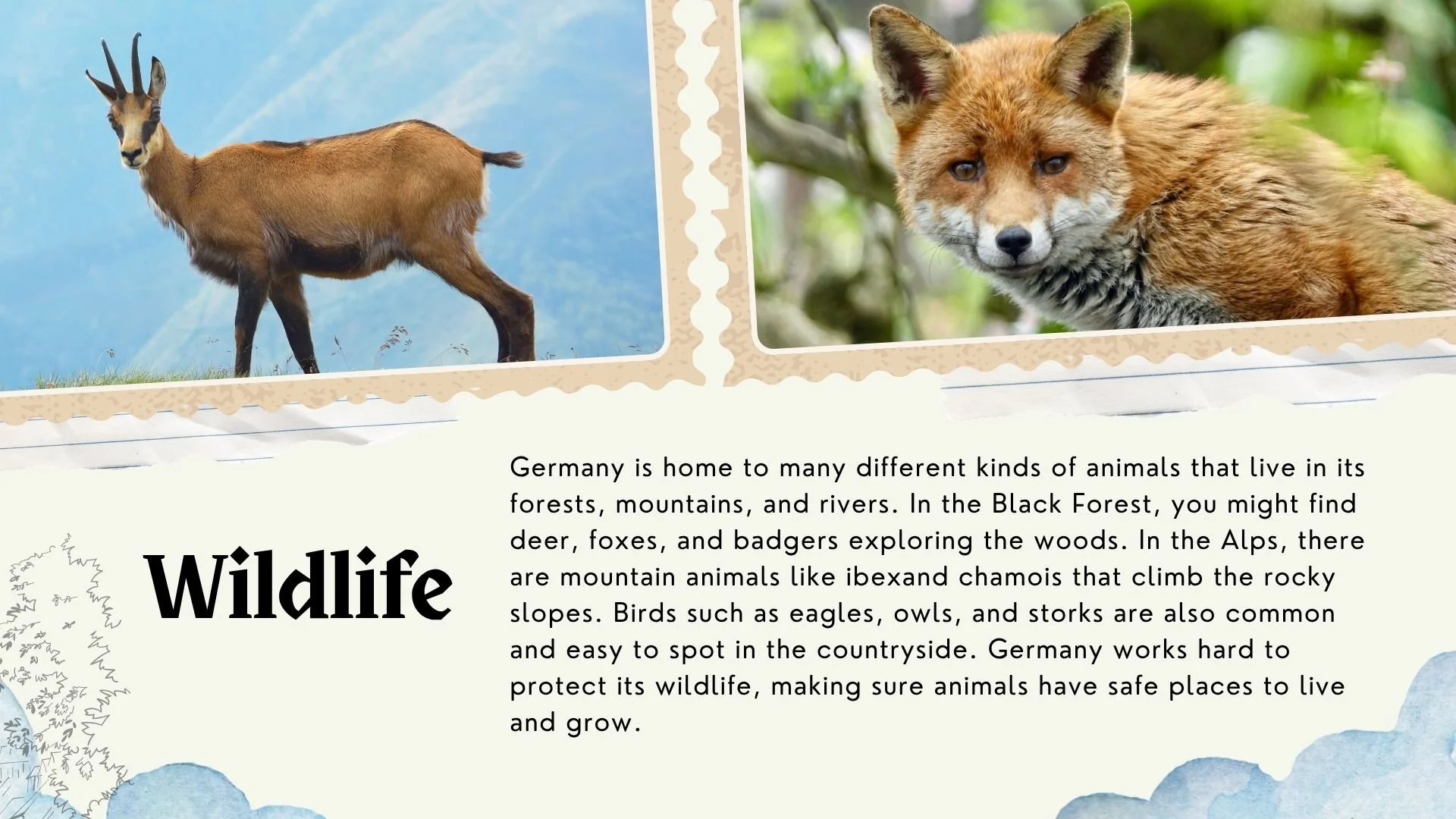 Geramany Wildlife.jpg