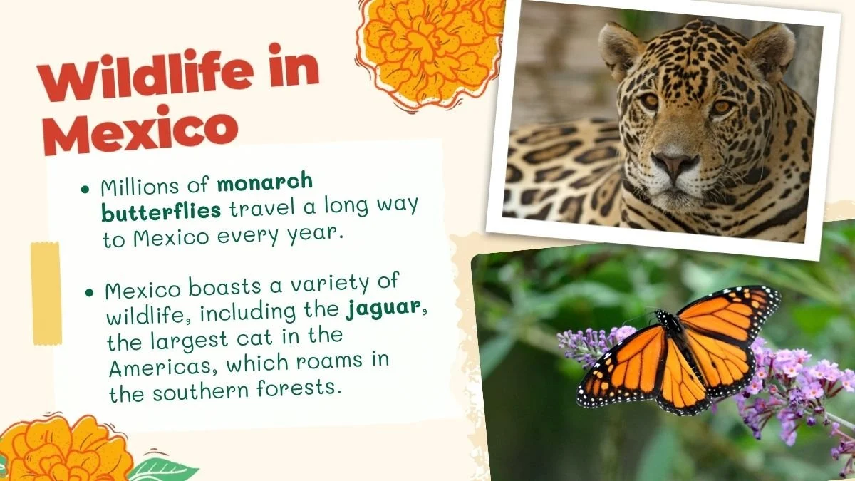 04 Passort Mexico Preschool Wildlife.jpg