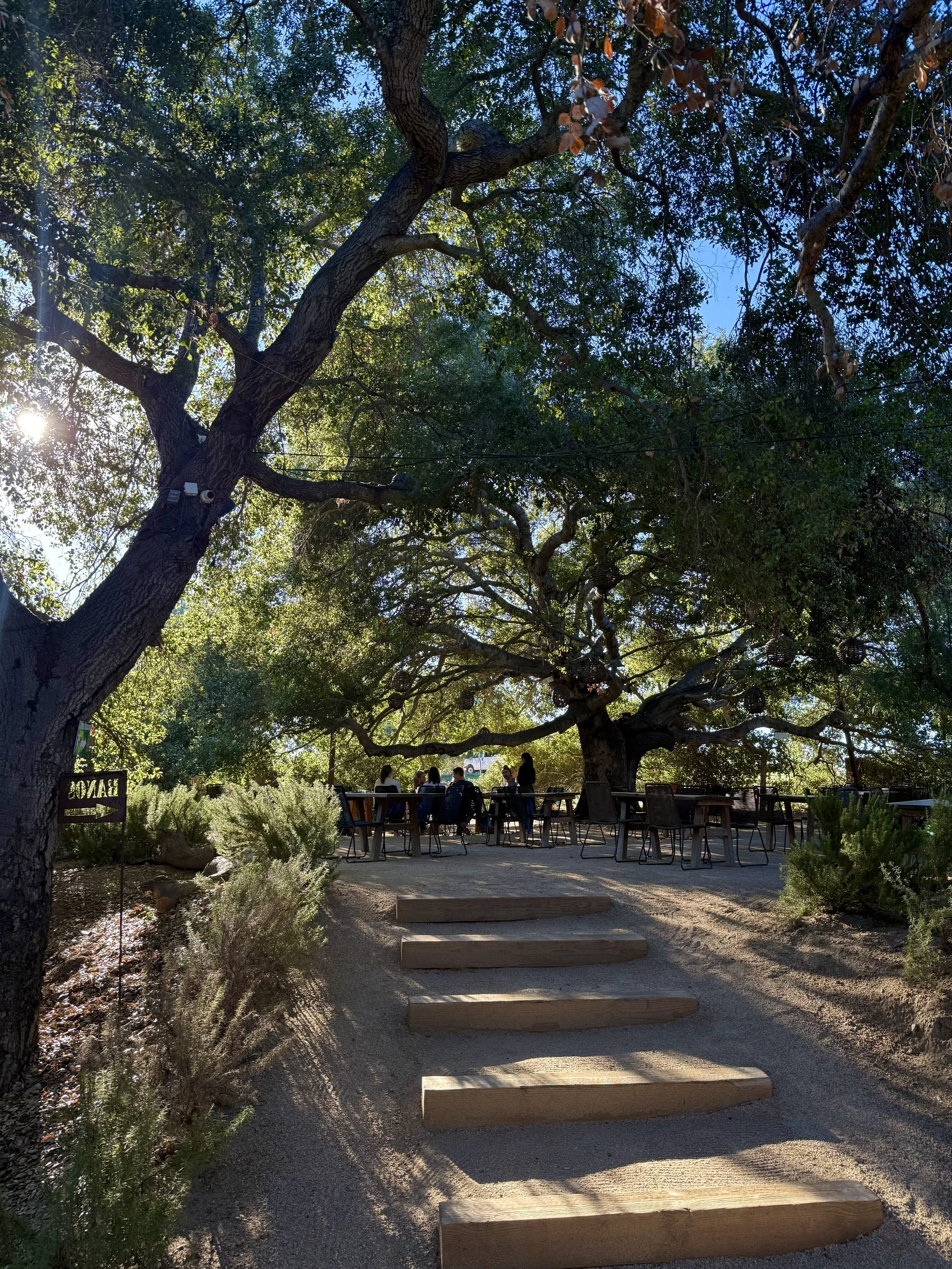 Outdoor seating area under large trees with people sitting at tables in a sunny rustic setting.