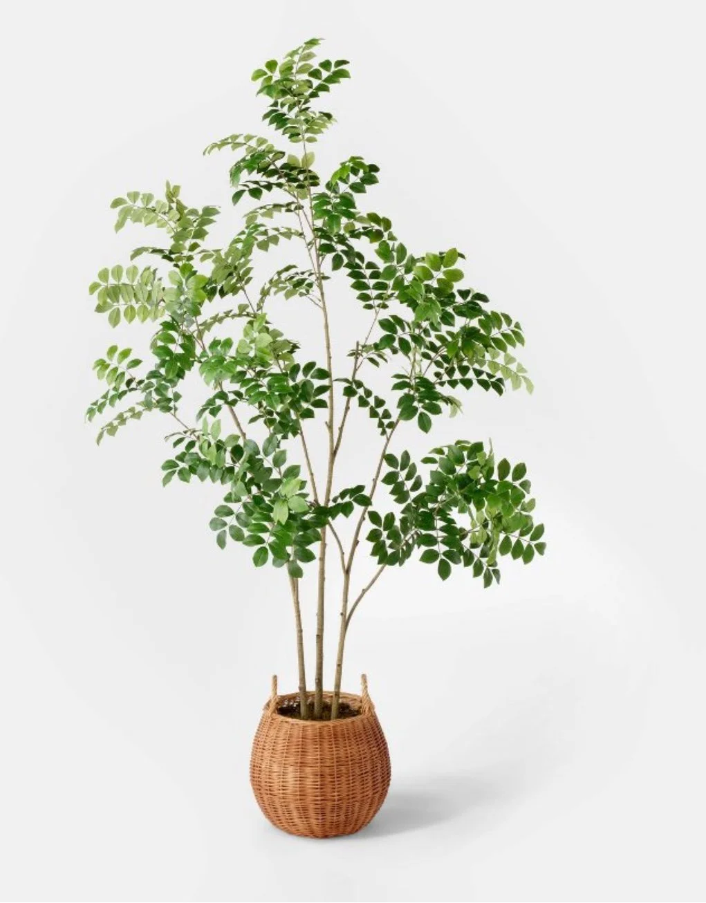 Large leafy plant in a woven basket on a white background.