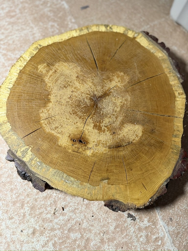 Cross-section of a tree trunk showing growth rings