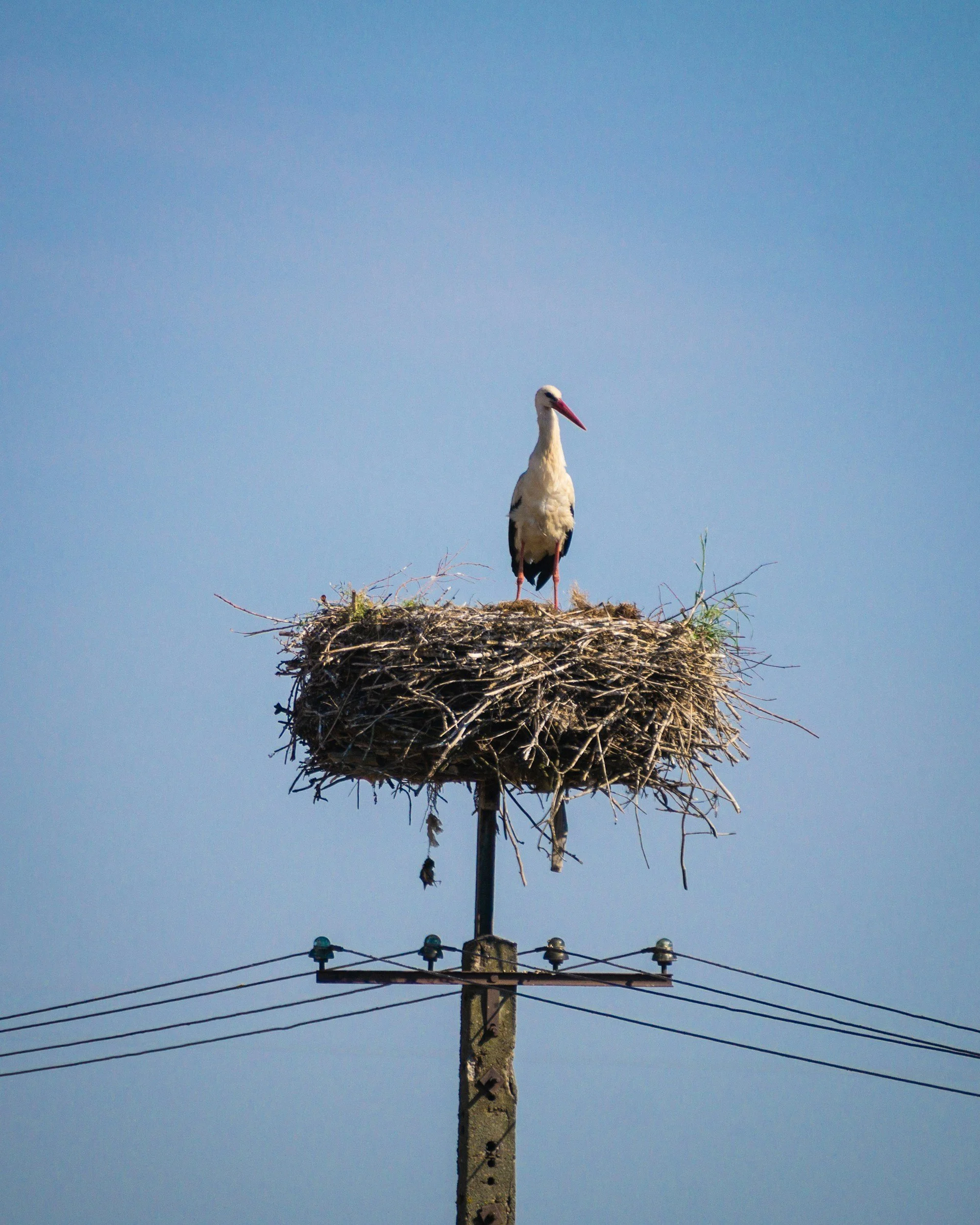 Is Birdnesting Just for Birds?