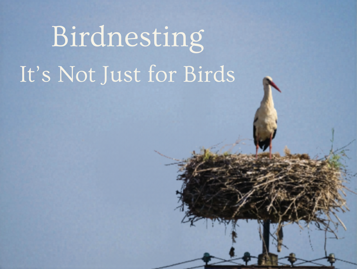 Is Birdnesting Just for Birds: How Birdnesting Can Help Co-Parents