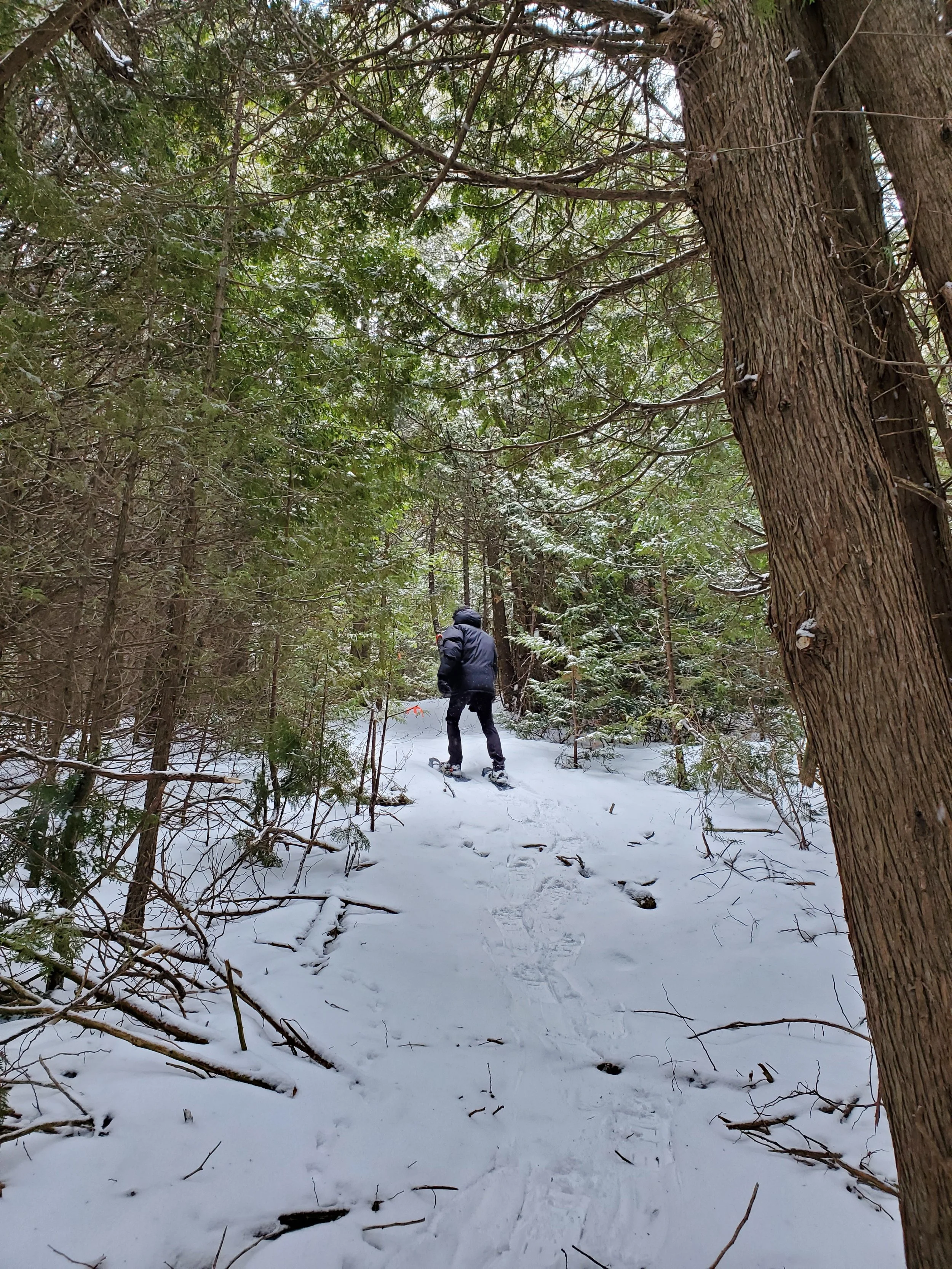 Hosting A Winter Walk:  Get Out and Enjoy the Snow!