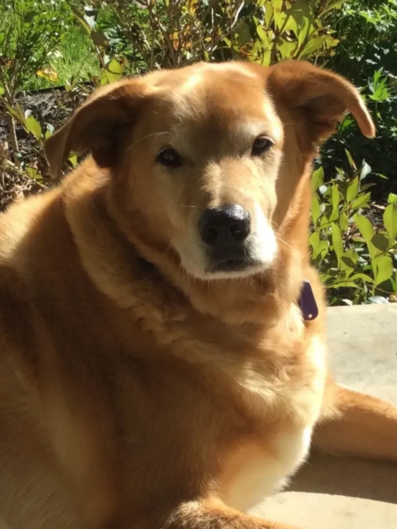 Photo of Jack the dog, a golden retriever, basking in the sun outside his owner's home which was remodeled by Downy Home Remodeling.