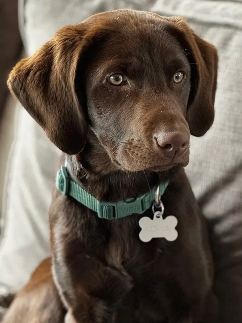 A chocolate lab dog belonging to a Downy Home Remodeling client in Boulder, CO named Kona