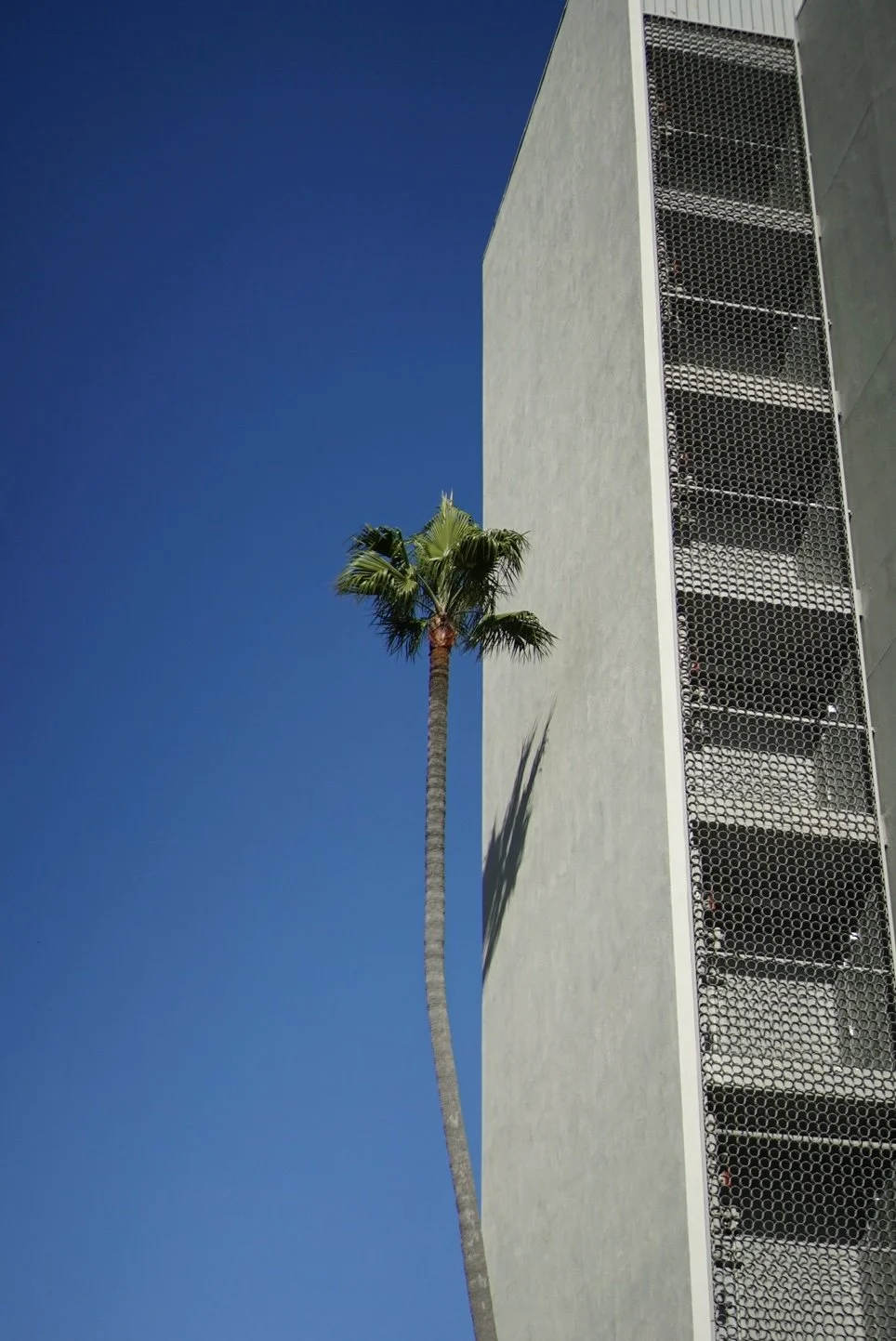 A tall palm tree next to a modern building with a white wall and metal lattice exterior, under a clear blue sky.