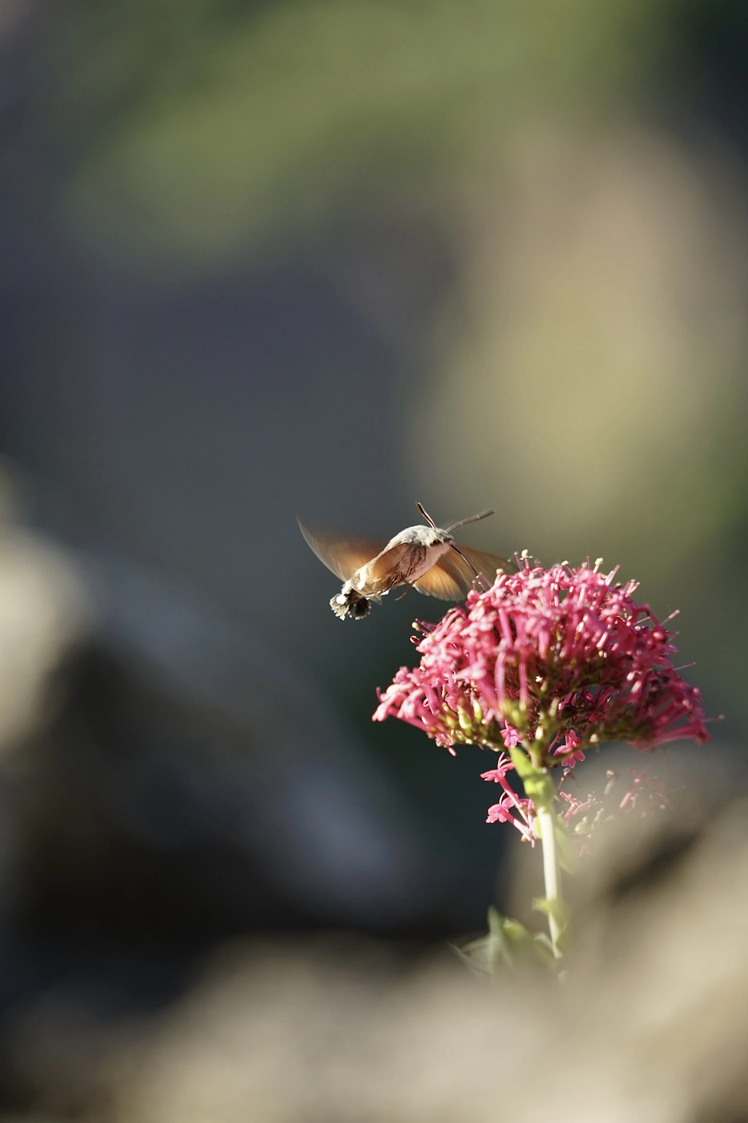 A hummingbird moth hovering near a pink flower on a green stem.