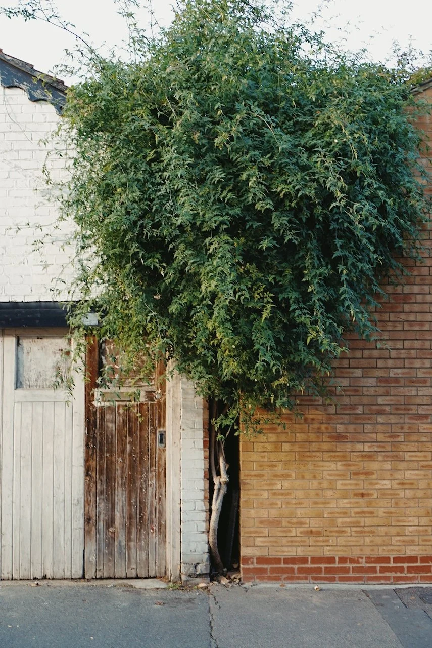 A large, leafy green tree growing between a weathered wooden door and a brick wall.