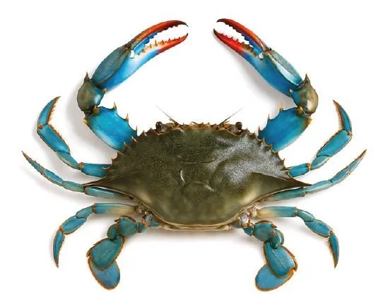 Povabilo k sodelovanju pri razvoju in promociji inovativnih kulinaričnih receptov iz modre rakovice (Callinectes sapidus) v okviru projekta SLASTNA INVAZIJA