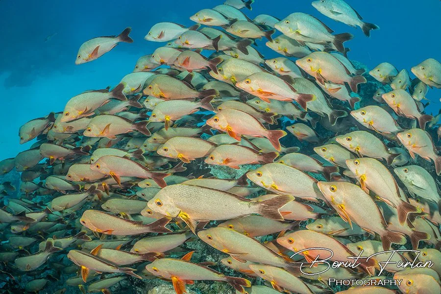 Rangiroa-07.jpg