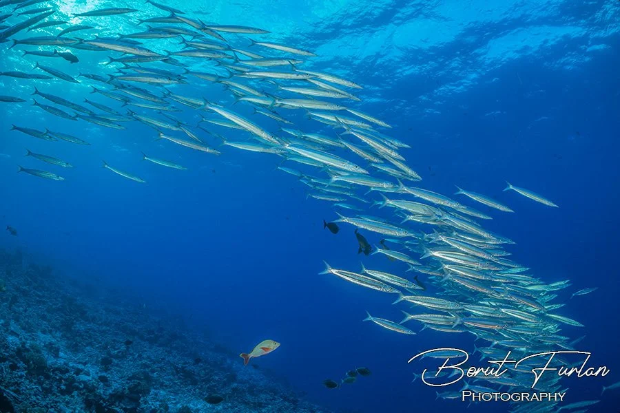 Rangiroa-12.jpg