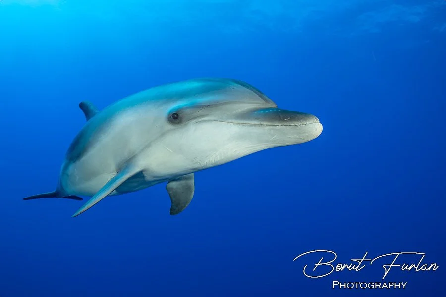 JUŽNI PACIFIK - 1. DEL: TAHITI IN RANGIROA 