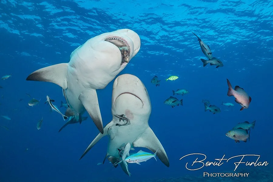 JUŽNI PACIFIK - 3. DEL: KUATA (FIDŽI) IN EUA (TONGA)