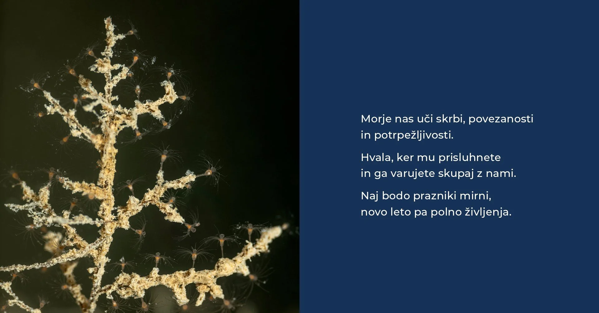 želimo vam Lepe praznike in srečno novo leto