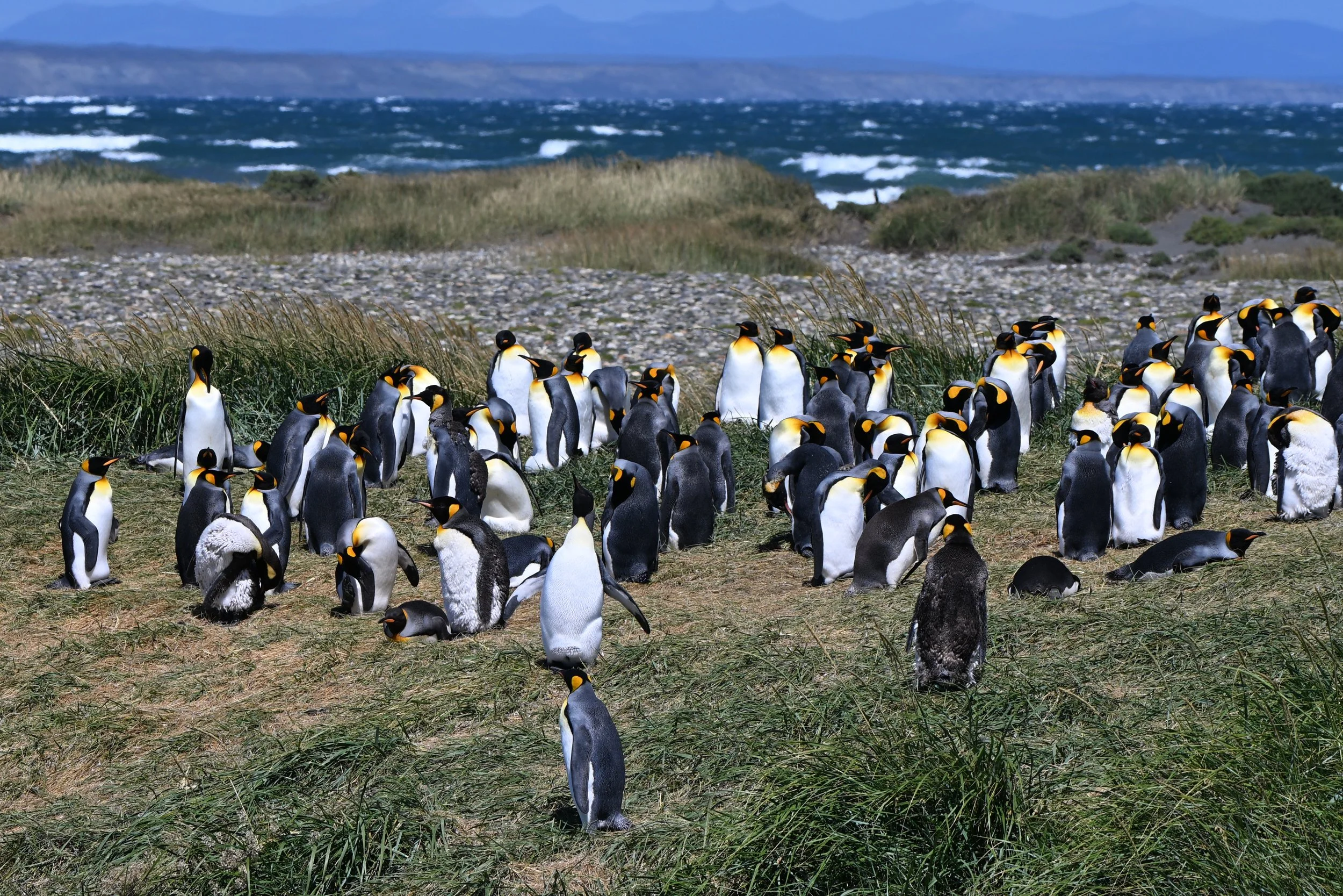 TIERRA DE FUEGO_kraljevi pingvini.JPG