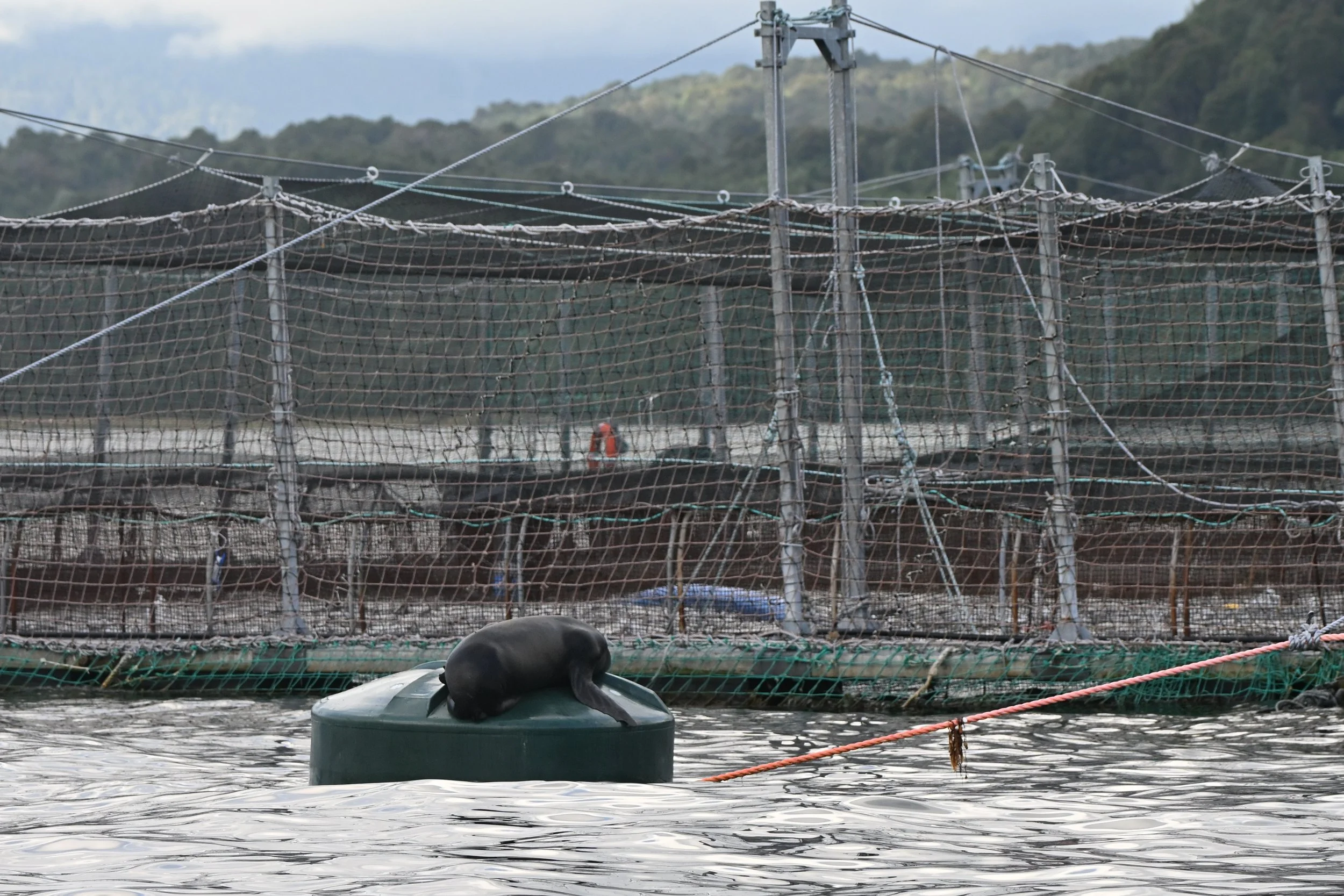 ČUVAJ RIBOGOJNICE 2.JPG