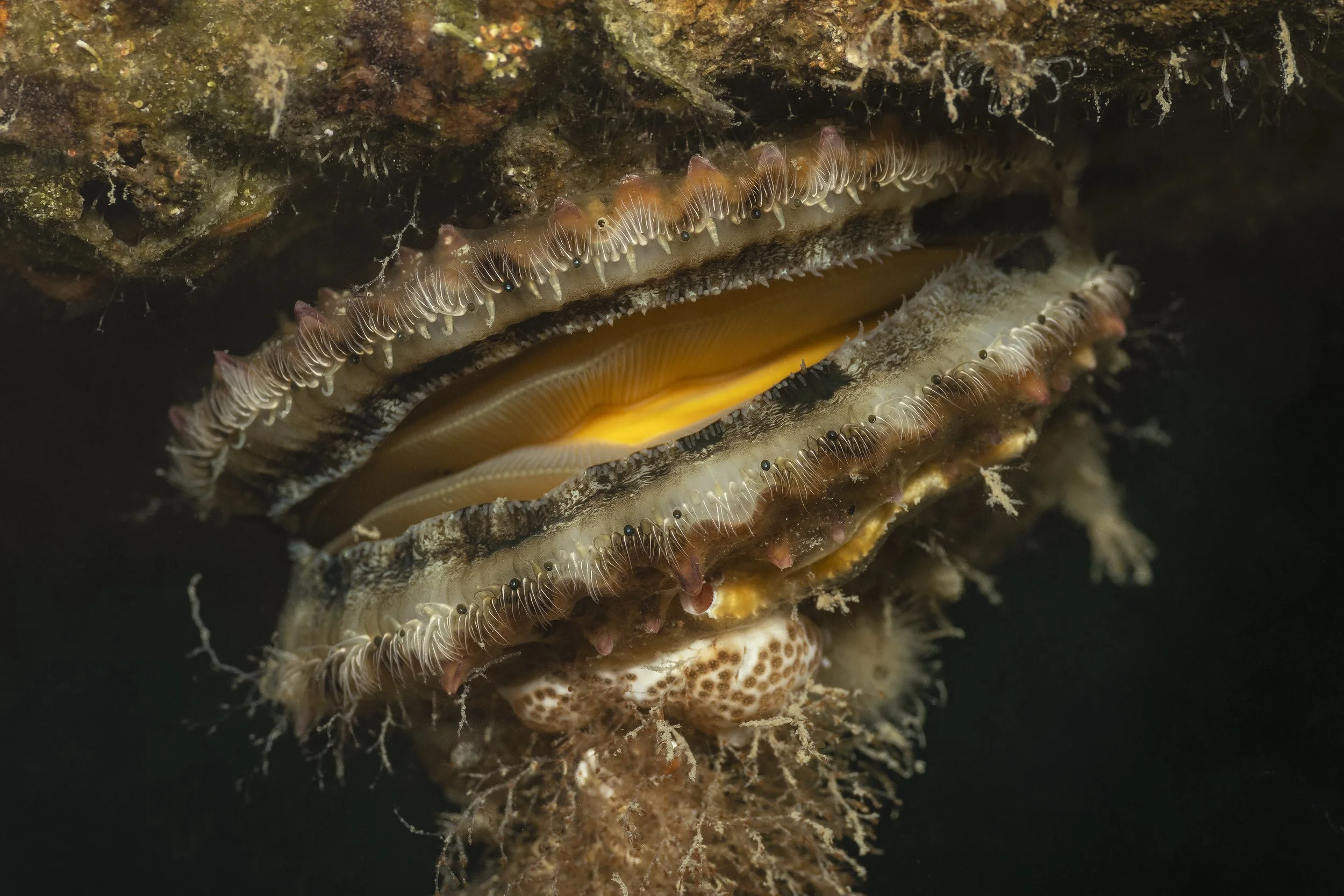 UWM11419 - na leščurjih.jpg