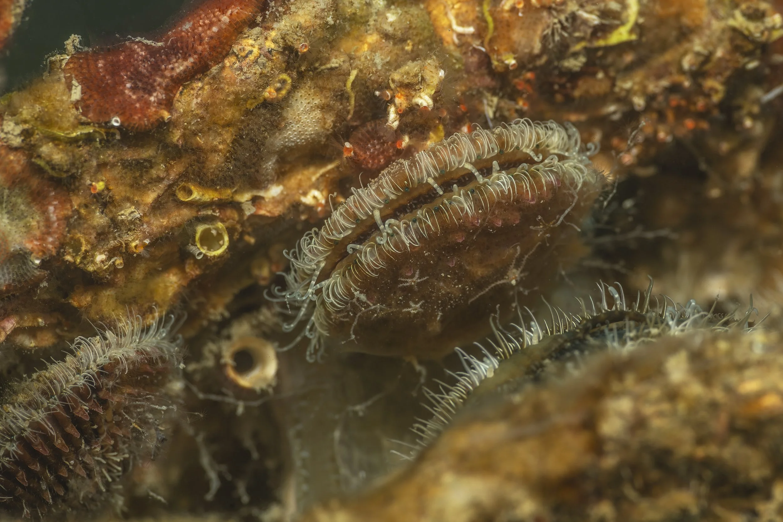 UWM11418 - na leščurjih.jpg