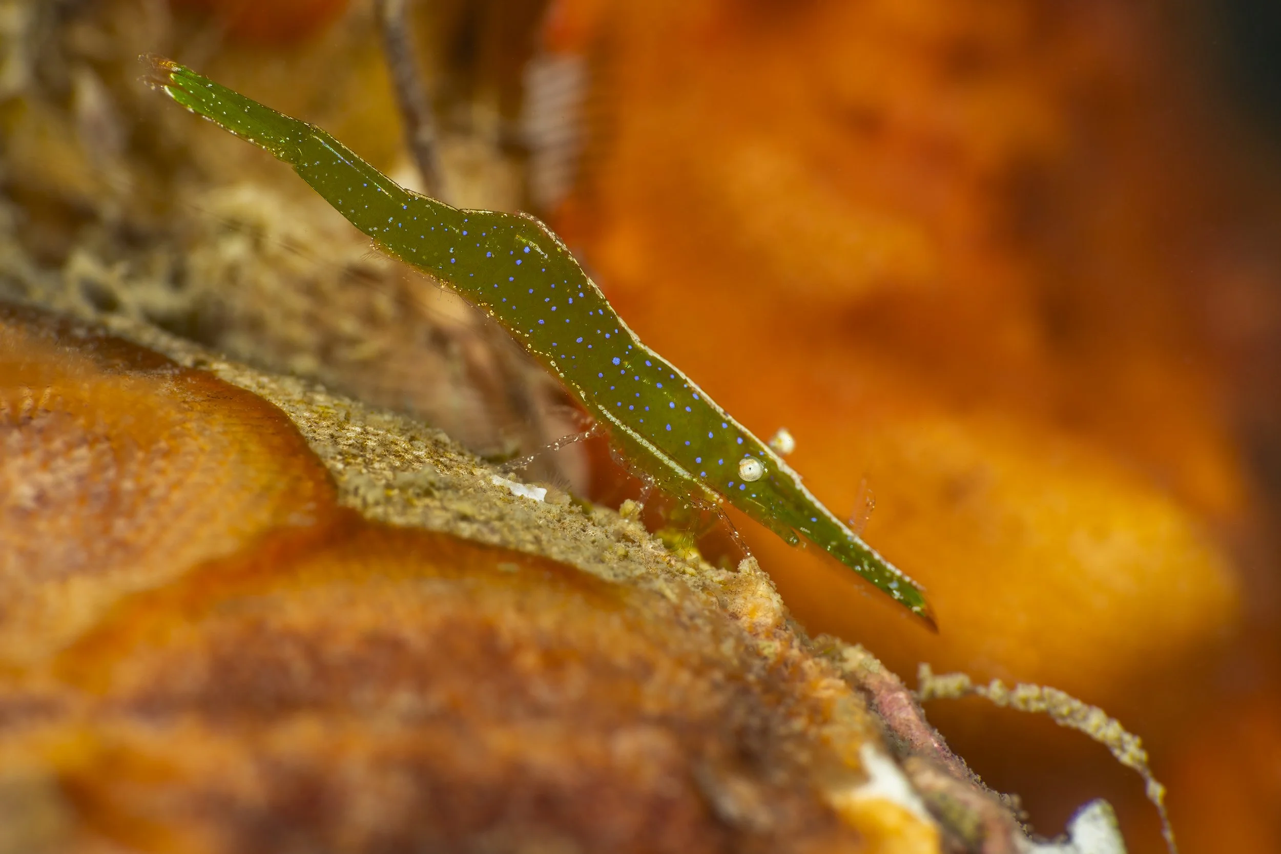 Borut Furlan razkriva prebivalce Morske oaze Piran v novih podvodnih fotografijah