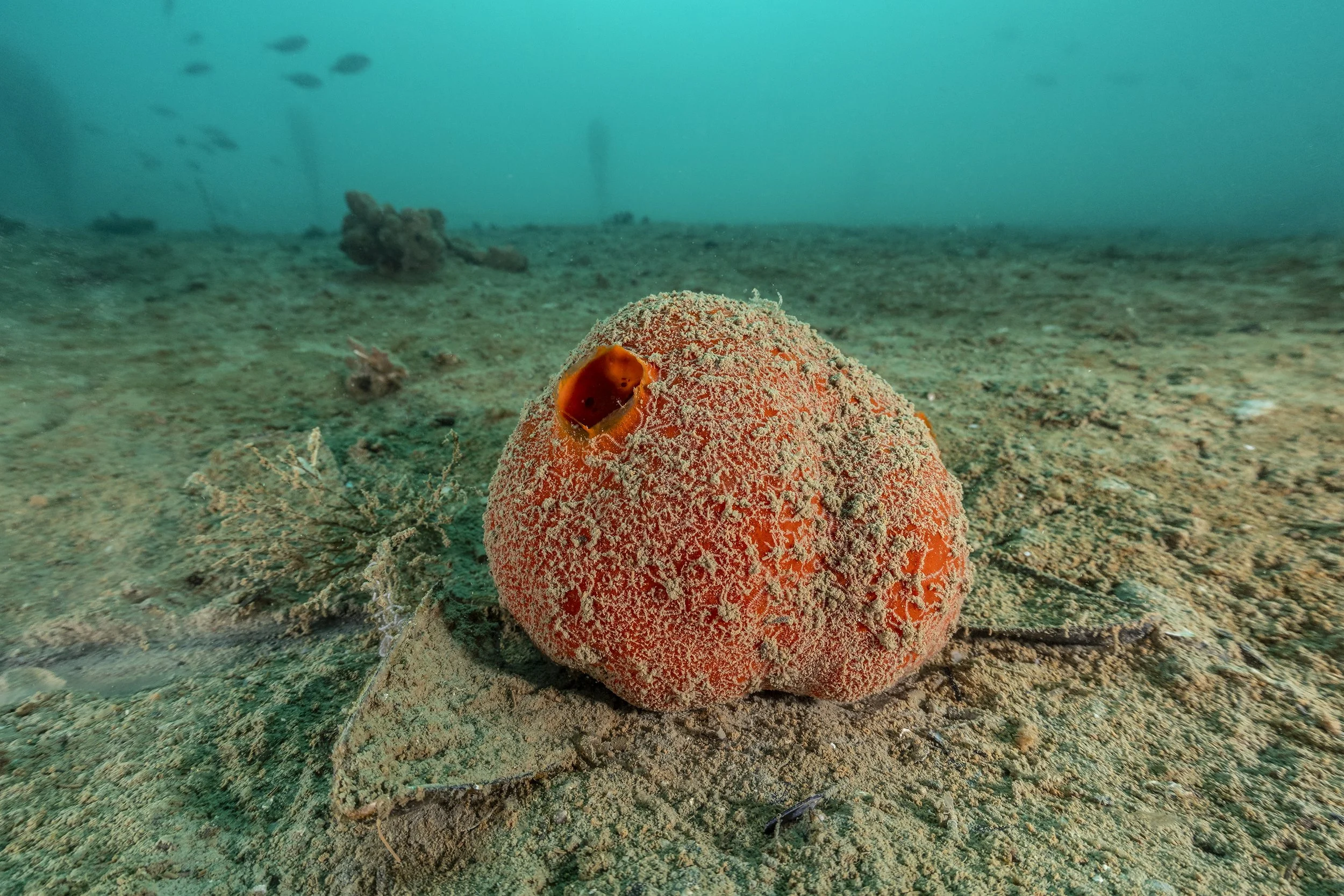 17-02-2026_Morska-Oaza-Piran (69).jpg