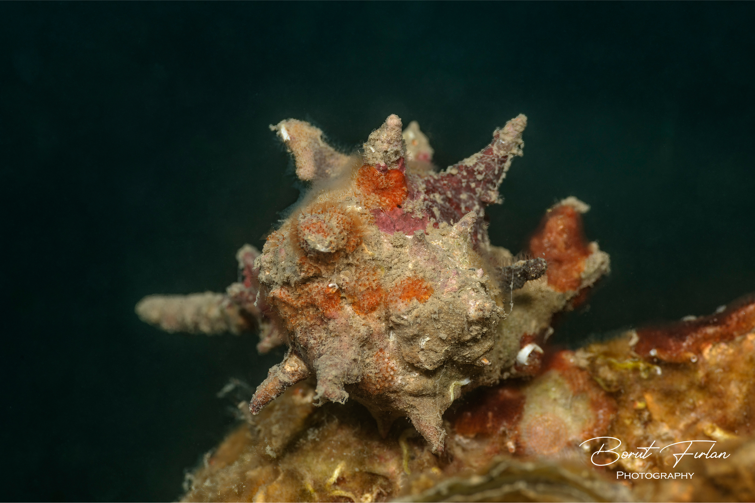 Bodičasti volek.png