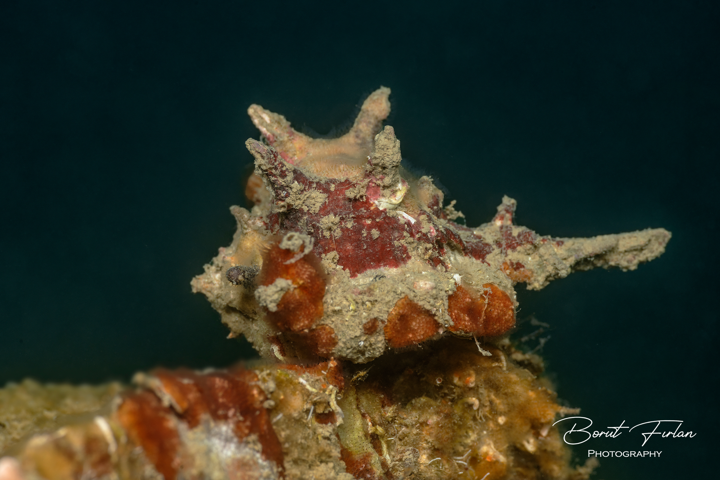 Bodičasti volek (2).png