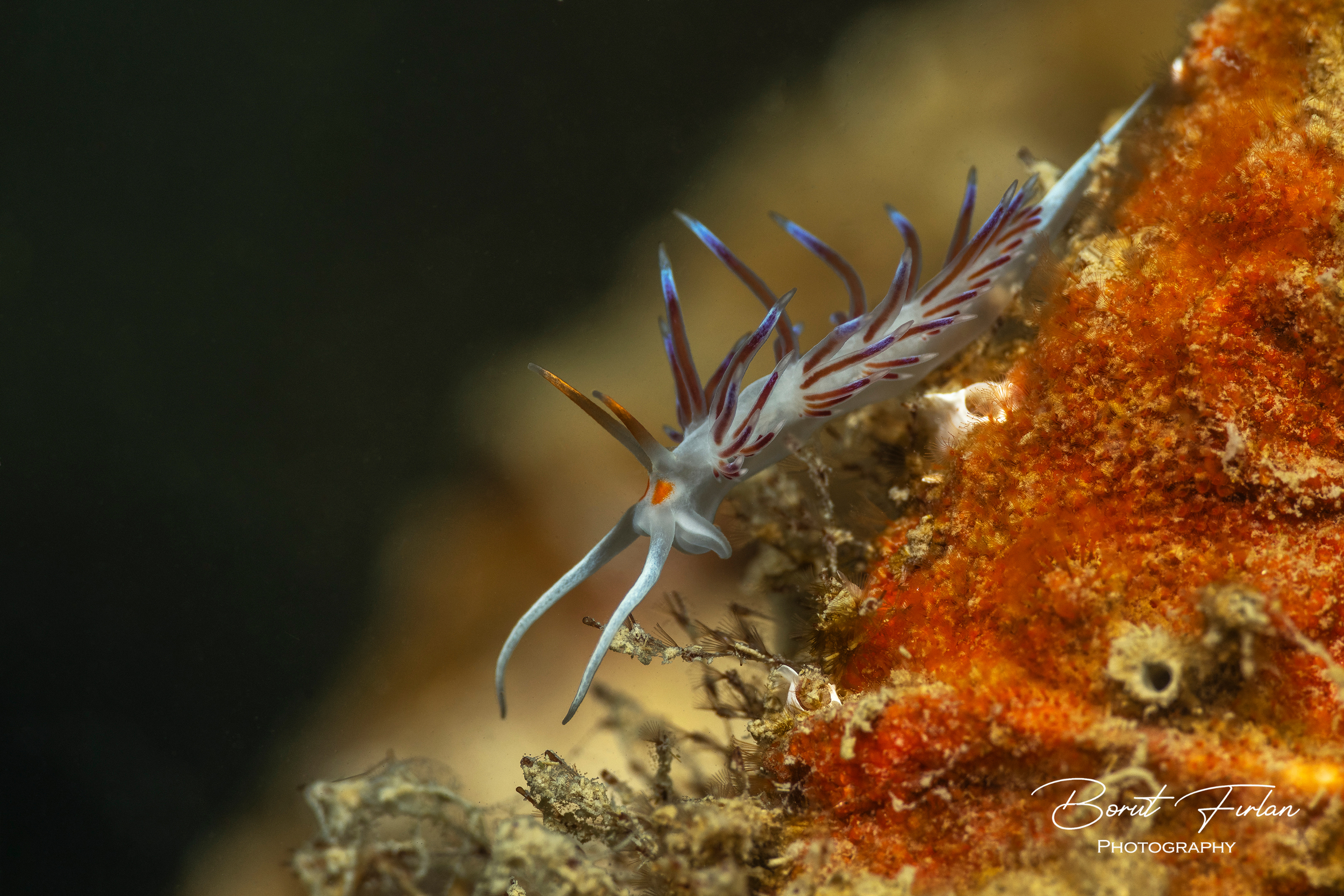 Oranžni obročkar.png