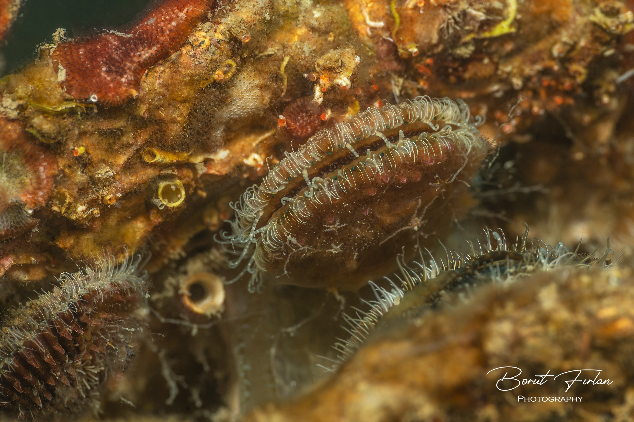 Pisana pokrovača (2).png