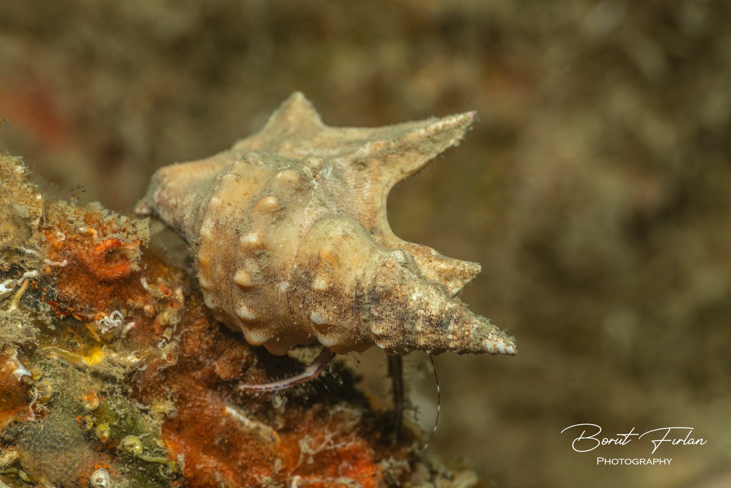 Rak samotar z lupino pelikanovega stopalca (2).png