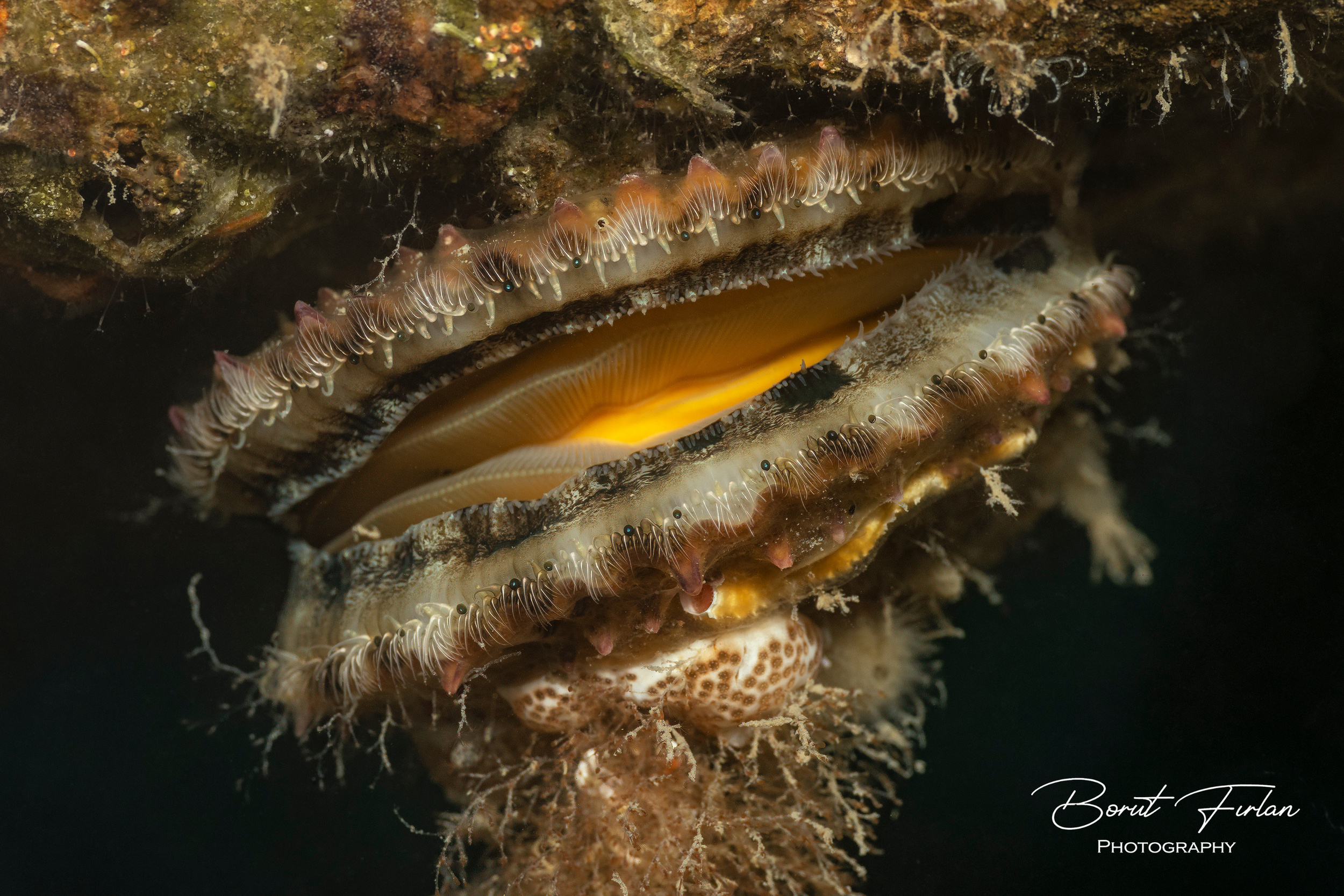 Pisana pokrovača.png