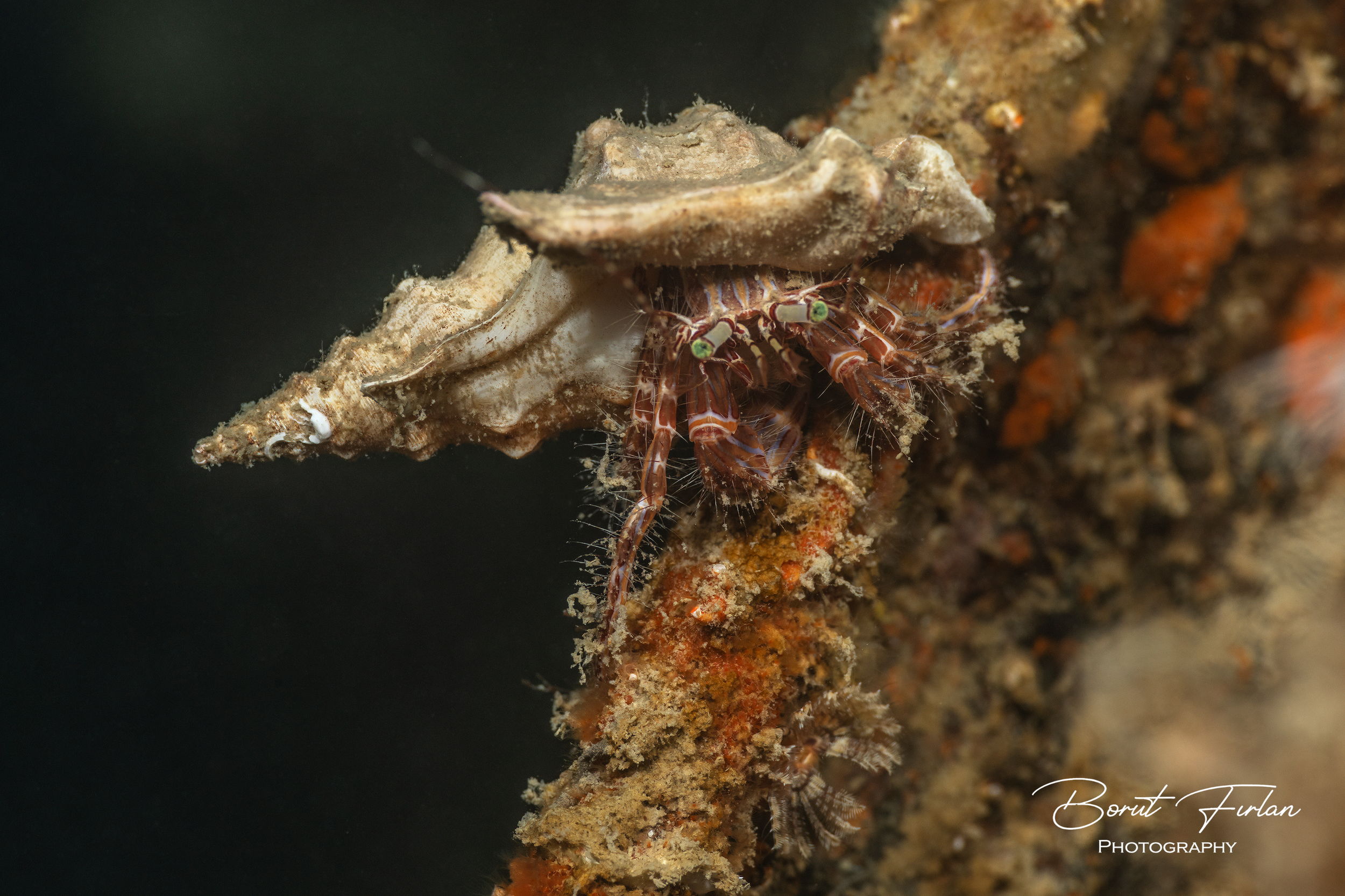 Rak samotar z lupino pelikanovega stopalca.png