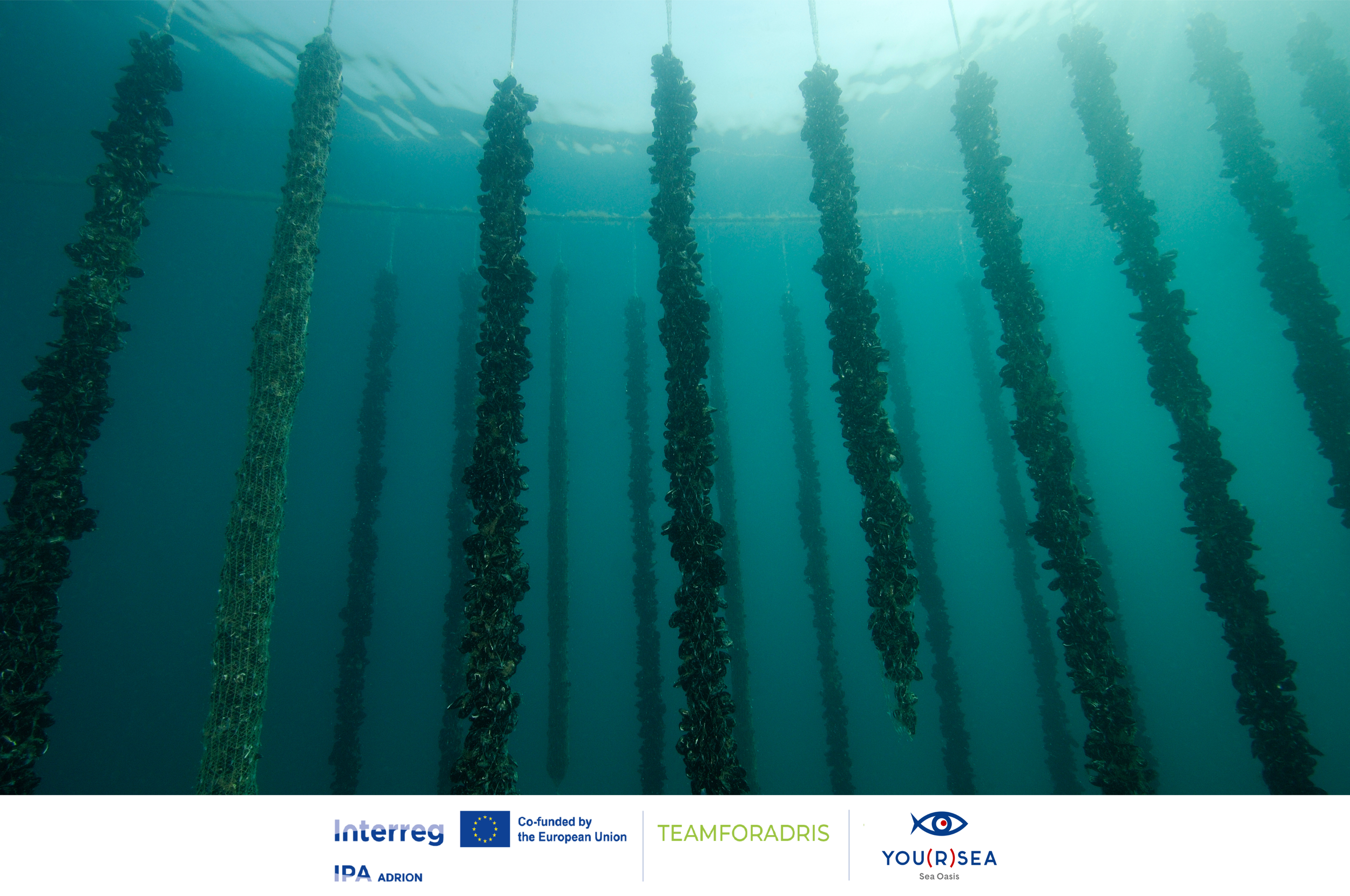 Projekt TEAMFORADRIS razkriva prve ugotovitve o poginih klapavic v Jadranu