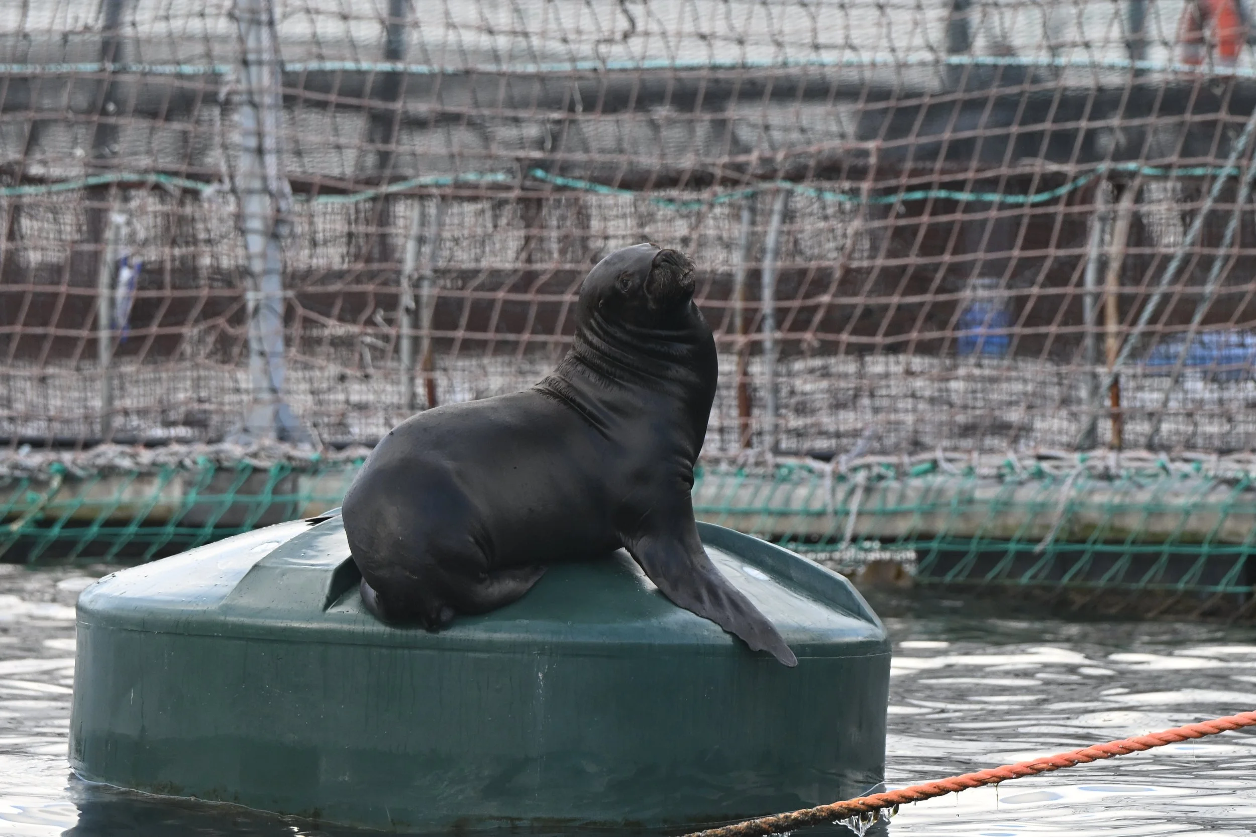 Patagonija — tudi dežela gojenih atlantskih lososov