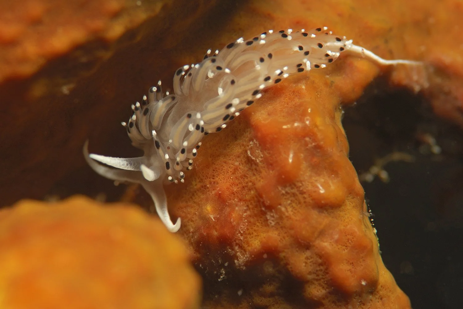 UWM01334 Caloria elegans.jpg