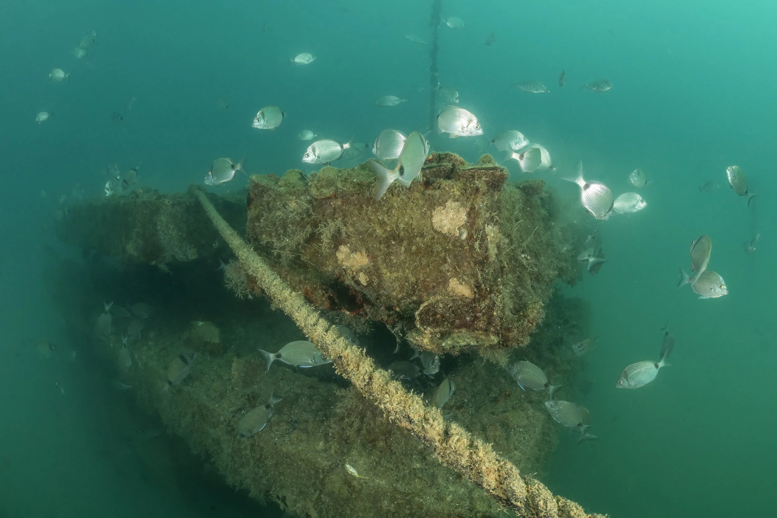 Nove fotografije razkrivajo, kako podvodno življenje osvaja Morsko oazo Piran