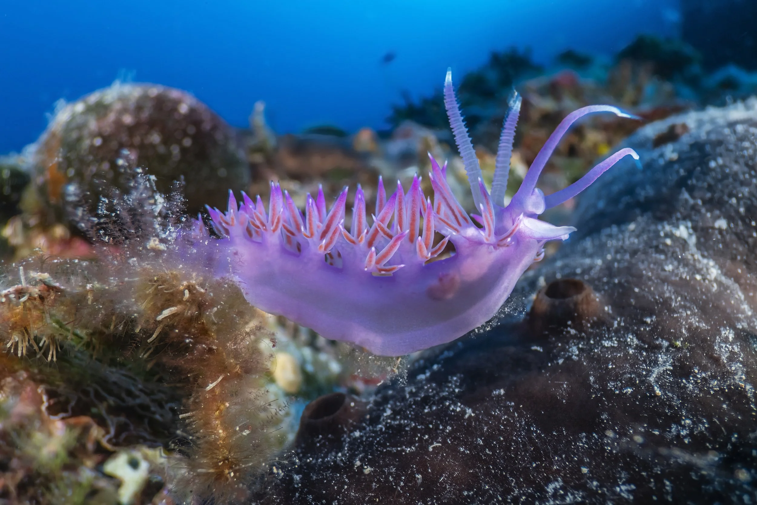 Barvita flabelina