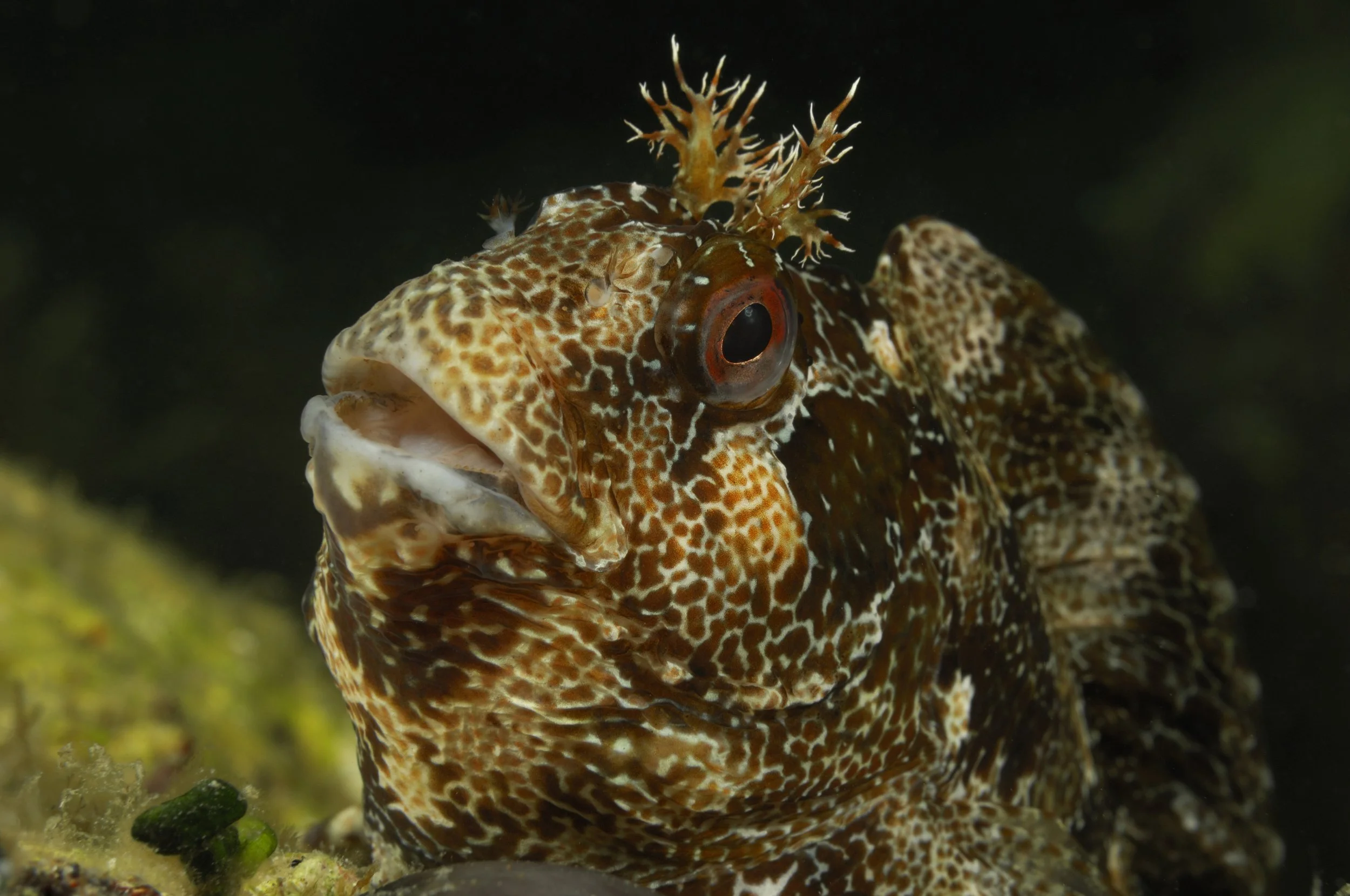 Velika babica