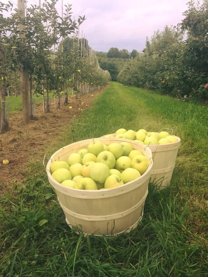 Natures-Bounty-Apples2.jpeg