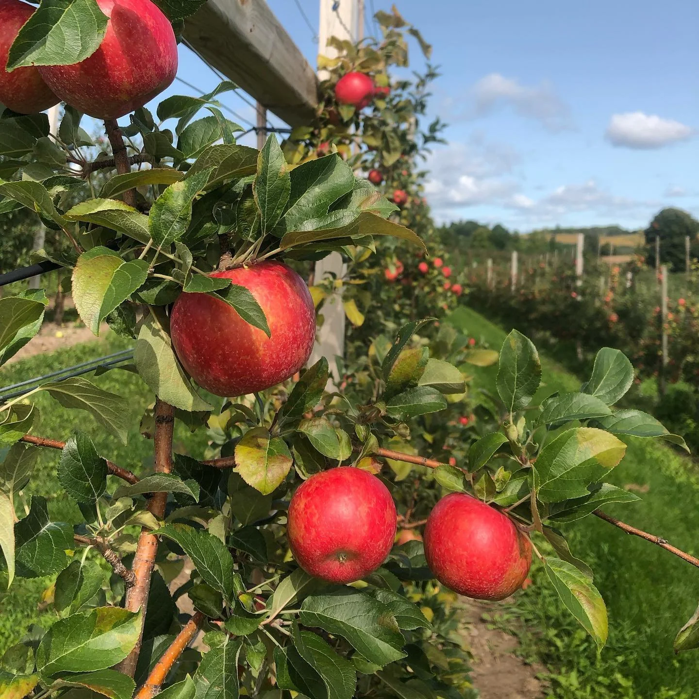 Natures-Bounty-Apples.jpeg