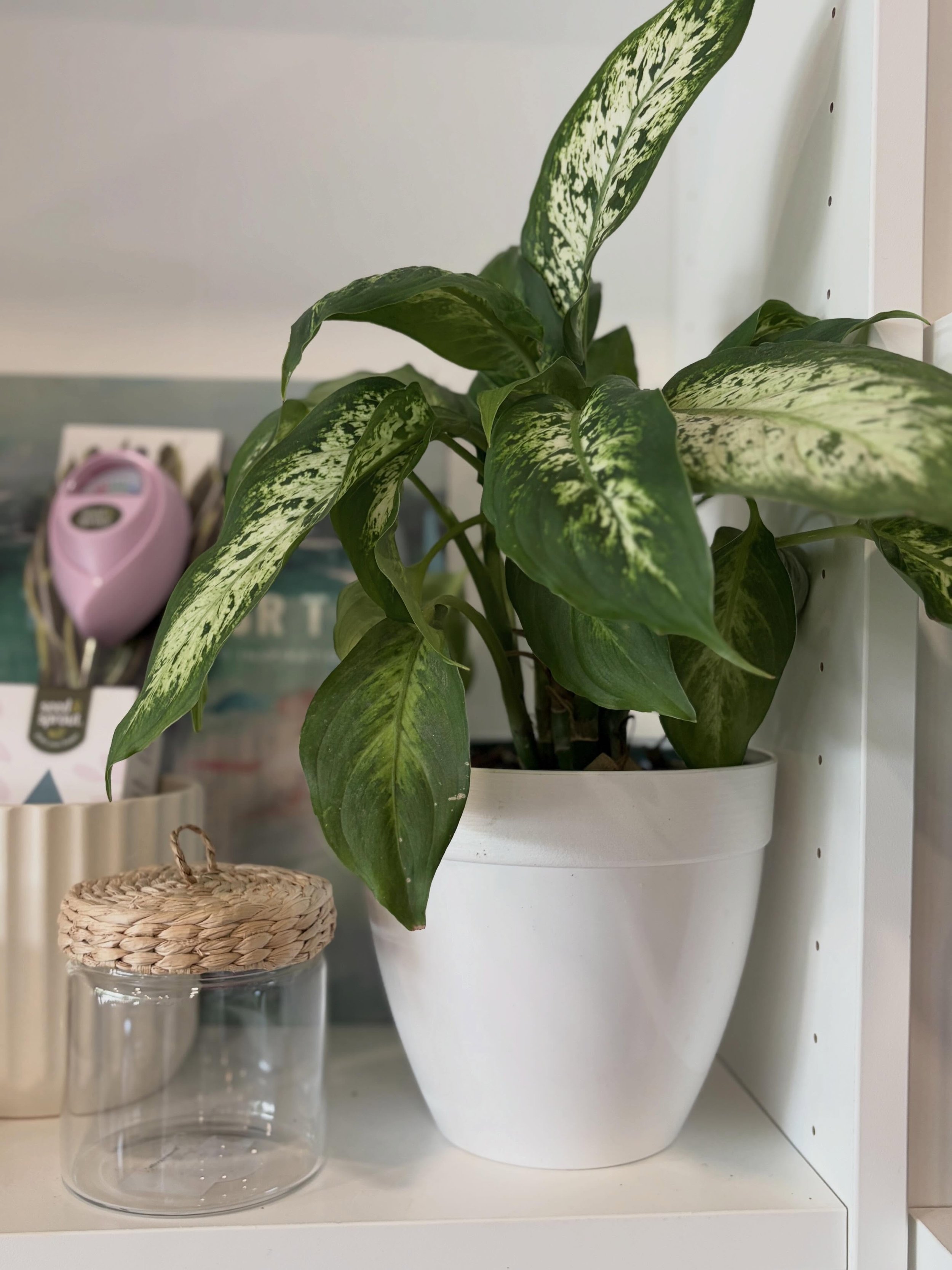 Add some greenery in pretty planters around your home for a natural summer refresh! We are planning our next plant haul. What are some plant options you want to see in the shop?! 🌿🌵🍃

📍12 Centre Court in Lynnfield
Tuesday through Friday 10AM unti