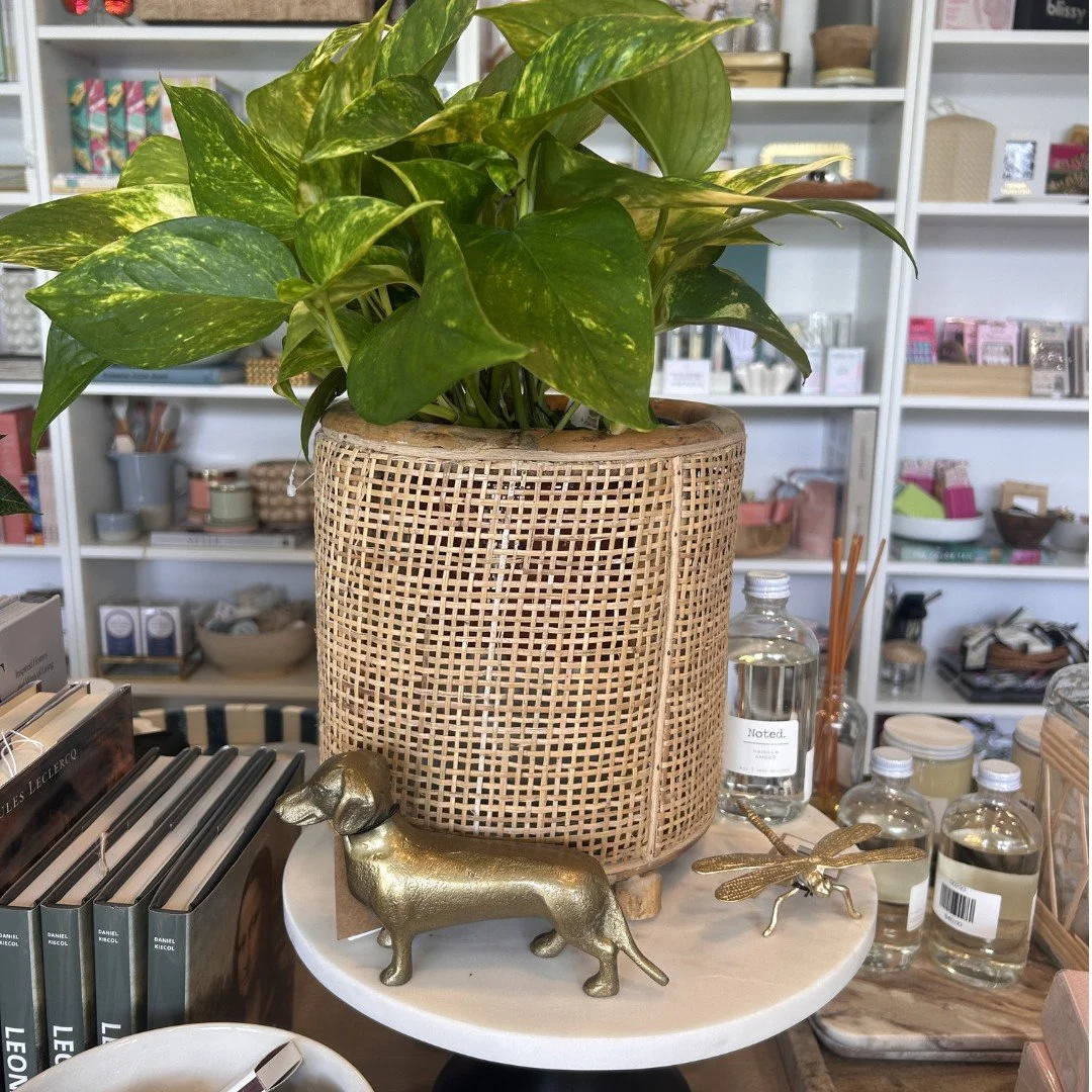 From cozy neutrals to fun statement pieces, these new arrivals are the perfect home for your favorite plants &mdash; and the easiest way to freshen up a space for the season.

We are officially obsessed 🌿✨

Stop by the shop to find your perfect matc