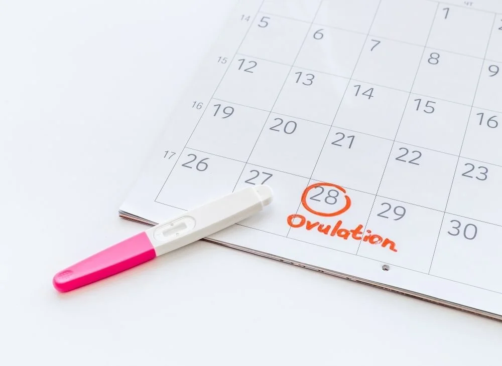 What is ovulation, and when does it occur?