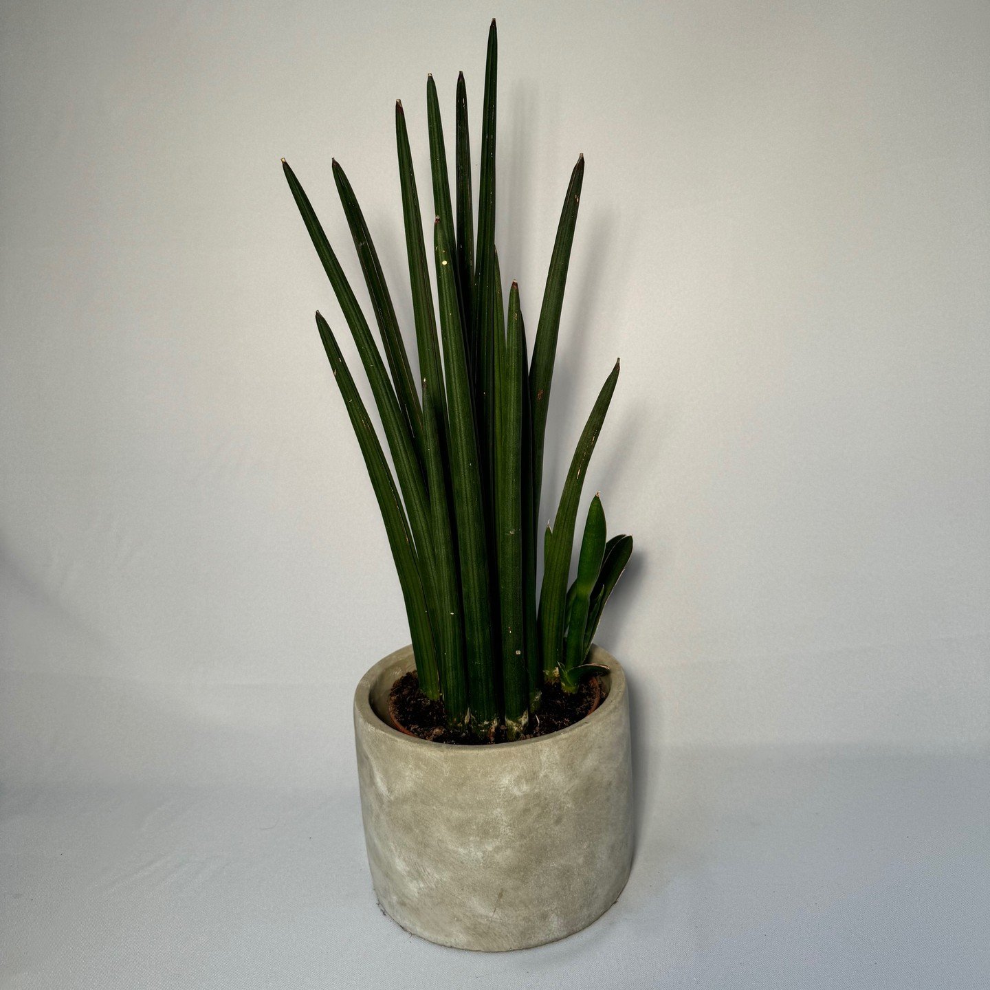 🌿 Sansevieria Cylindrica : parfait pour l'automne 🍂
Avec ses longues feuilles &eacute;l&eacute;gantes et son style moderne, la Sansevieria Cylindrica est une plante robuste et d&eacute;corative. Id&eacute;ale pour apporter une touche verte et conte