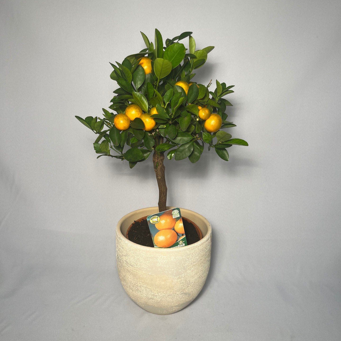 🍊✨ Un zeste d'exotisme pour votre int&eacute;rieur ! ✨🍊

Le calamondin, ce petit agrume ornemental, allie &eacute;l&eacute;gance et fra&icirc;cheur avec ses fruits lumineux et son feuillage verdoyant. Parfait pour ajouter une touche vitamin&eacute;